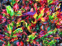 Кротон кудрявый