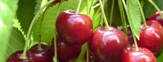 О Любской вишне: описание и характеристики сорта, уход и выращивание