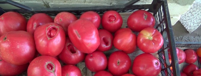 Холодоустойчивый крупноплодный томат Вельможа: описание и особенности выращивания