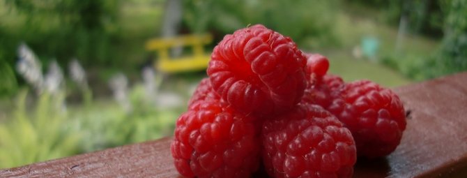 Малина Блестящая — морозостойкий сорт с крупными ягодами