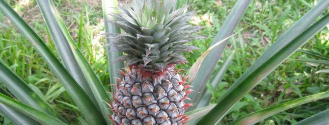 Тропический ананас — где растет, полезные свойства, особенности цветения и плодоношения