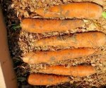 Как своими силами сохранить морковь свежей и сочной до самого лета