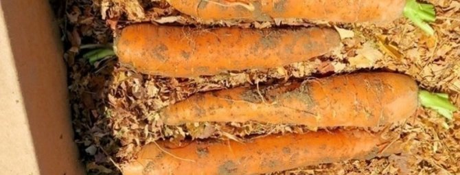 Как своими силами сохранить морковь свежей и сочной до самого лета