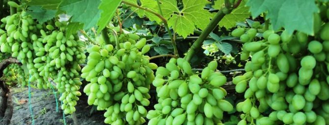 Виноград сорта Столетие — для истинных любителей кишмиша