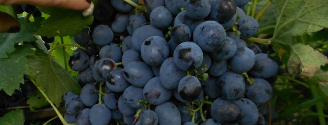 Урожайный раннеспелый виноград Сфинкс: достоинства и недостатки