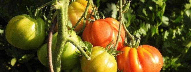 Принципы пасынкования томатов – видео