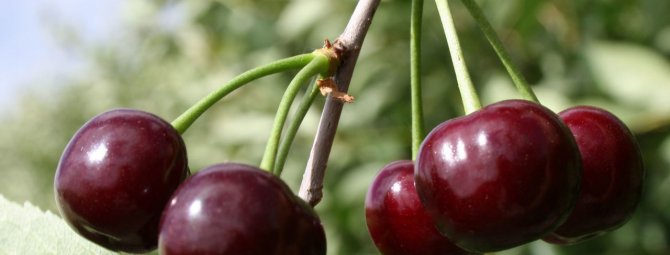 Самоплодные сорта вишни: обзор проверенных сортов для разных регионов