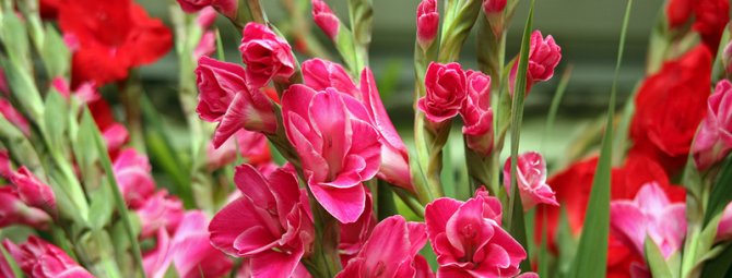 Величественный цветок на клумбе – 25 фото гладиолусов в ландшафтных композициях