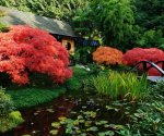 Красавец-клён в ландшафтном дизайне: 60 фото удачных идей применения