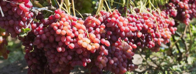 Виноград Велес — настоящий дар бога плодородия