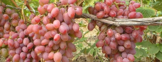 Виноград сорта Юлиан: характеристика, особенности посадки и выращивания