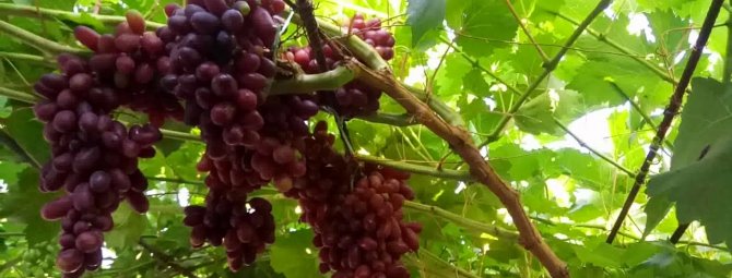 Лучшие изюмные сорта винограда: посадка и уход