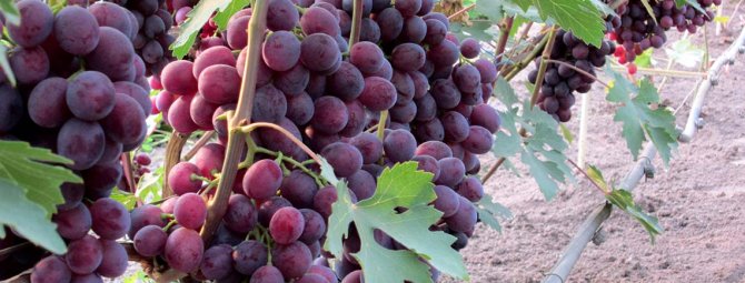Заря Несветая — один из лучших гибридных сортов винограда любительской селекции