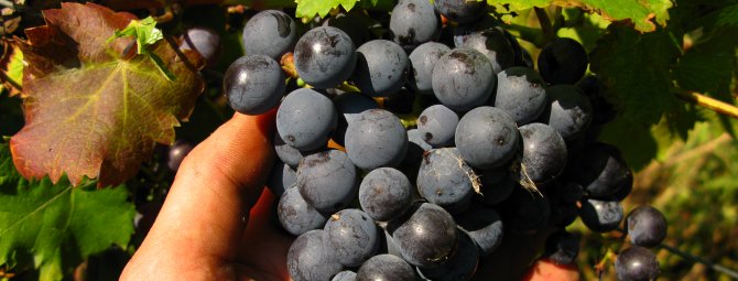 Виноград Фиолетовый ранний: как вырастить с учётом сортовых особенностей