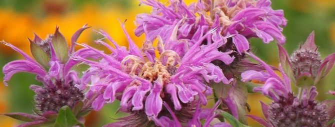 Цветок с цитрусовым ароматом: 35 фото удачного применения монарды в саду