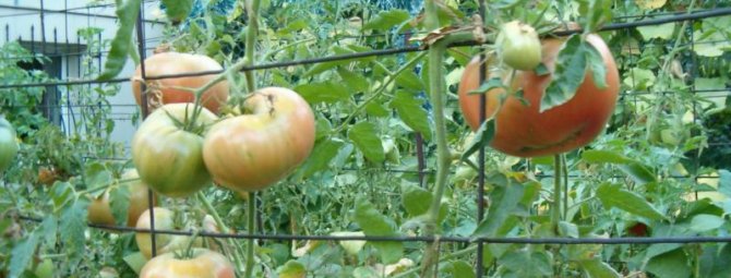 Как правильно подвязать помидоры в открытом грунте: инструкции и фото