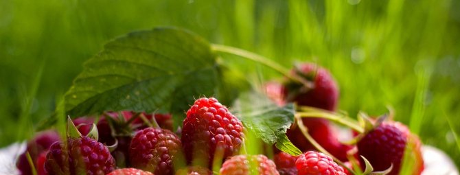 Малина Брянское диво — ремонтантный шедевр с крупными ягодами