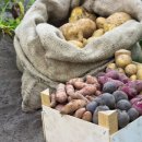 7 главных правил хранения картофеля, которые помогут сохранить клубни до весны