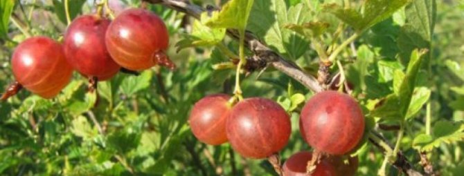 Крыжовник Колобок: секреты посадки и нюансы ухода