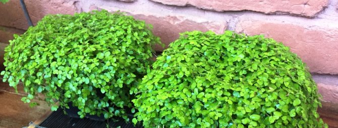 Зелёные шары солейролии: выращивание и уход в домашних условиях