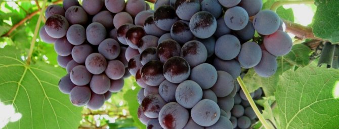 Фото и описание винограда сортов – Виктория, Лидия, Сенатор, Кардинал, Руслан + видео