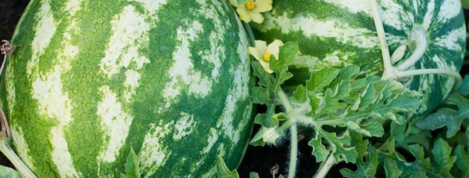 Растут ли в Подмосковье арбузы: особенности выращивания южной ягоды в непривычных ей условиях