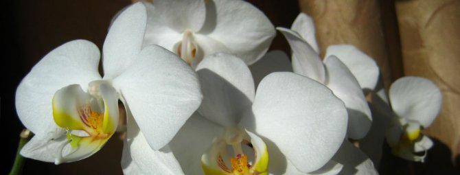 Фаленопсис: уход за орхидеей-бабочкой в домашних условиях
