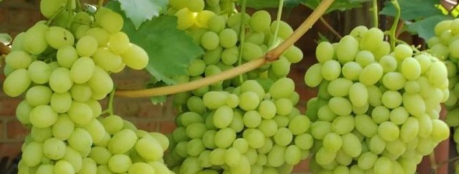 Виноград Лора: характеристика, правила разведения