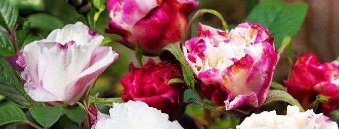 12 сортов роз можно сажать до октября: они стойко перенесут зимовку