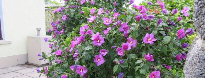 Все о гибискусе: что за цветок, как выглядит, описание и условия выращивания