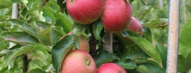 Колоновидные яблони хорошо растут на Юге, но 5 сортов приживутся и в Средней полосе