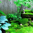 Сад мхов: секреты создания декоративных зеленых шедевров на своей даче