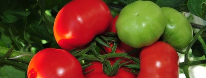 7 лучших сортов томатов для открытого грунта, которые принесут вам богатый урожай