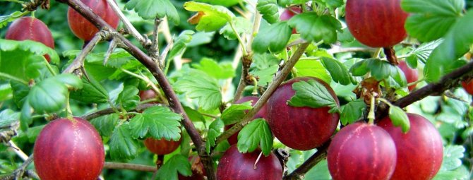Крыжовник Сенатор: сладчайшая ягода в саду