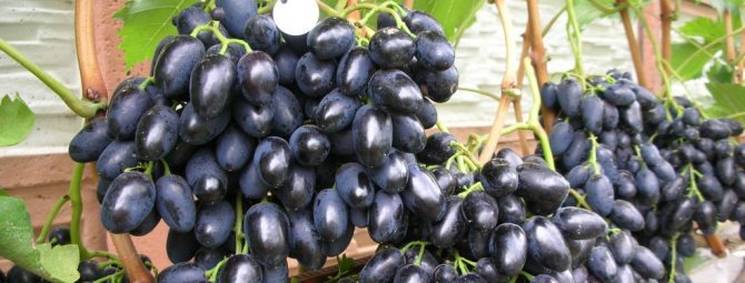 Виноград Памяти Негруля — вкусный, красивый, неприхотливый