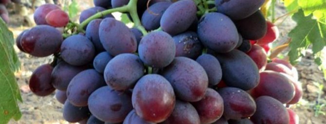 Гибридный виноград Алиса: новый перспективный сорт с красивыми ягодами и необычным вкусом