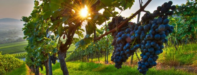 Виноград с историей — Саперави: как посадить и вырастить старейший сорт винограда