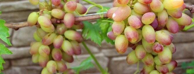 Виноград сорта Сенсация — сверхраннее получение ягод на дачном участке