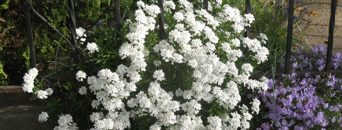 Выбираем белые цветы для создания монохромного сада: подборка лучших сортов