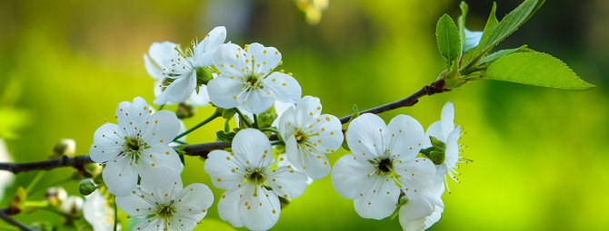 Календарь посева многолетних цветов и посадки растений в мае