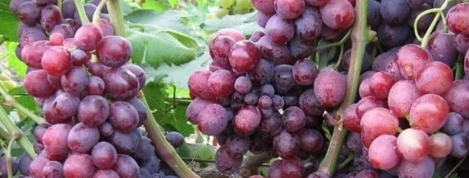Морозостойкая Азалия — ранний столовый сорт винограда, подходящий даже новичкам