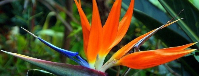 5 разновидностей стрелиции – растения, похожего на райскую птичку