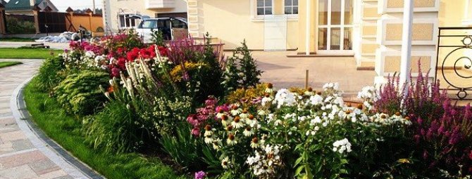 Пошаговое создание миксбордера из многолетников + подборка готовых схем