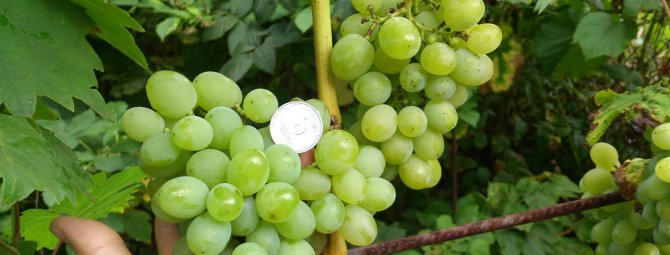 Виноград Гарольд — ранний и устойчивый