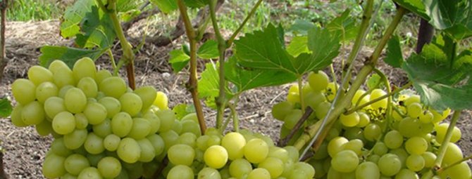 Виноград Надежда Аксайская: надёжный сорт для вашего сада