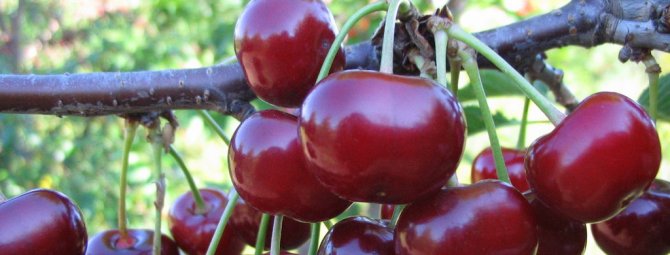 Дюки (вишне-черешневые гибриды): что это такое и описание сорта дюка Чудо-вишня