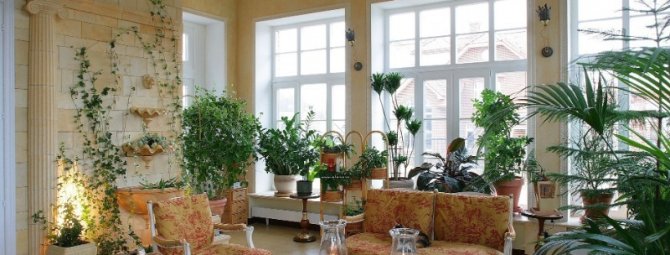 6 простых идей для организации зимнего сада в доме, кроме фруктовых деревьев, мха и суккулентов
