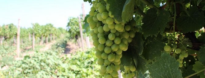 Весенняя подкормка – залог высокого урожая винограда