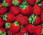 Крупноплодная ремонтантная клубника Аромас — концентрированный вкус лета в вашем доме