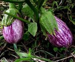 5 раннеспелых сортов баклажанов для средней полосы
